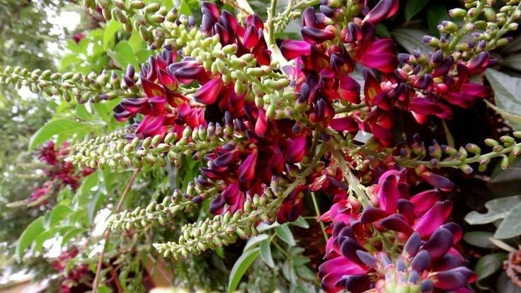Red Wisteria Seeds - 5 Perennial Climbing Flower Seeds - Wisteria floribunda - USA Seller