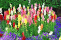 Snapdragon Flower Seeds - 2001+ Tetra Mix for Spring & Fall Garden - Easy to Grow, Ideal for Patio & Containers
