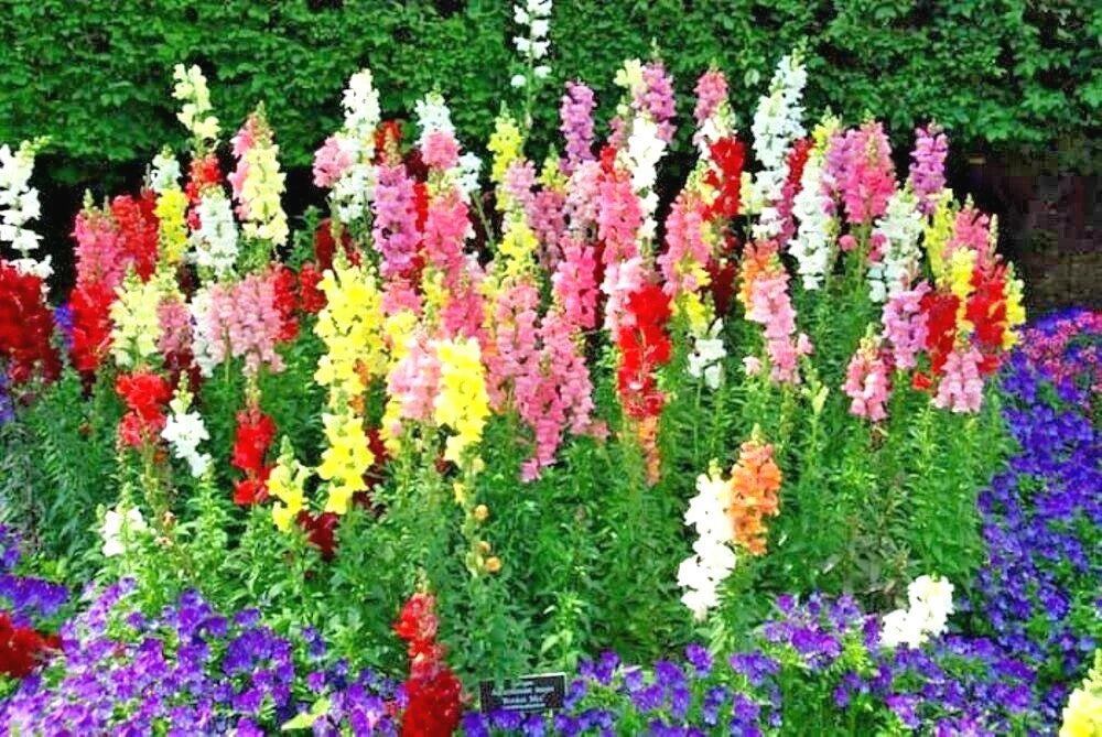 Snapdragon Flower Seeds - 2001+ Tetra Mix for Spring & Fall Garden - Easy to Grow, Ideal for Patio & Containers