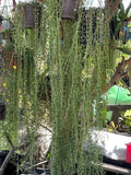 String of Bananas Cuttings 20 Pack, Senecio Radicans, 8" Long, Trailing Succulent Plants for Home Decor and Gardens