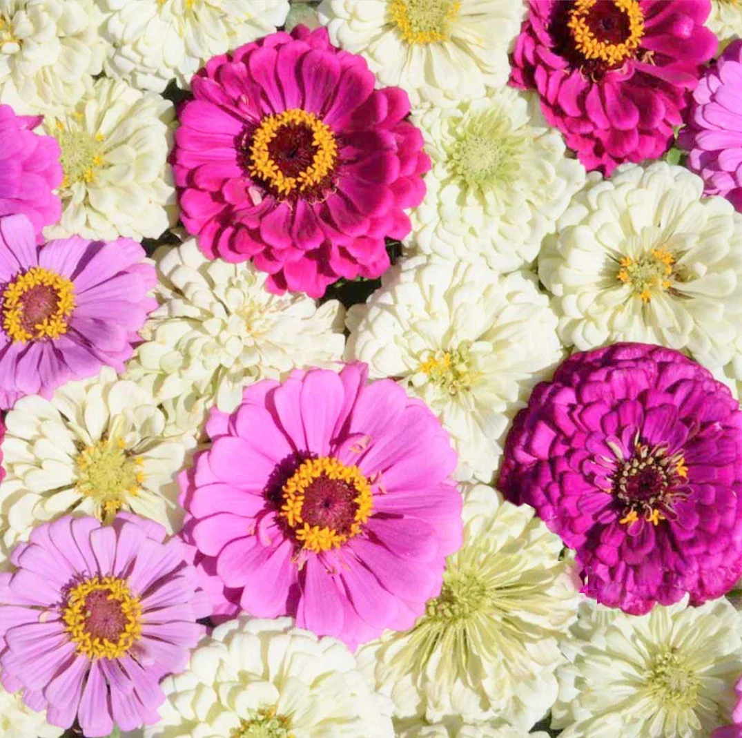 Zinnia Seeds Mix - Blueberry Cheesecake, Purple, Lavender, White Flowers - Zinnia elegans 2025