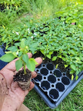 Fresh Ornamental Pepper Plant - Easy Rainbow Colors - Capsicum annuum - USA Grown Live Plant