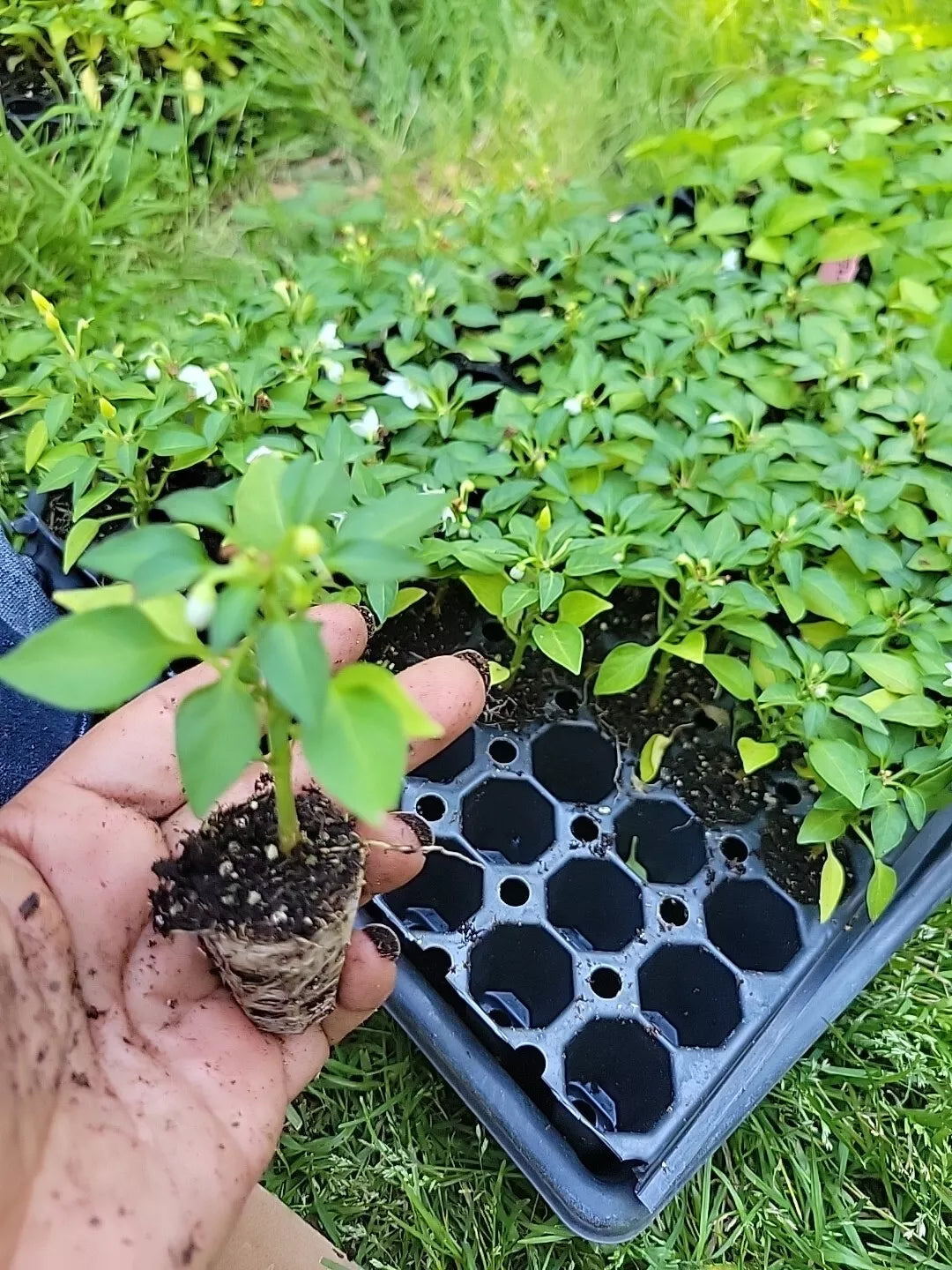 Fresh Ornamental Pepper Plant - Easy Rainbow Colors - Capsicum annuum - USA Grown Live Plant