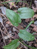 Sarsaparilla Vine Seedlings 3-Pack Green Outdoor Smilax pumila