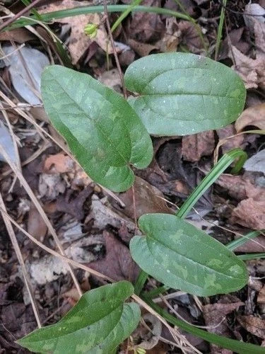 Sarsaparilla Vine Seedlings 3-Pack Green Outdoor Smilax pumila