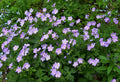 Wild Geranium Plants - 5 Bare Root Woodland Wildflowers - Geranium maculatum - Native Hardy Garden Perennials