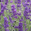 Lavender Herb Seeds - Vera Variety - Fresh Seeds for Planting - Culinary & Aromatic Use - Lavandula angustifolia