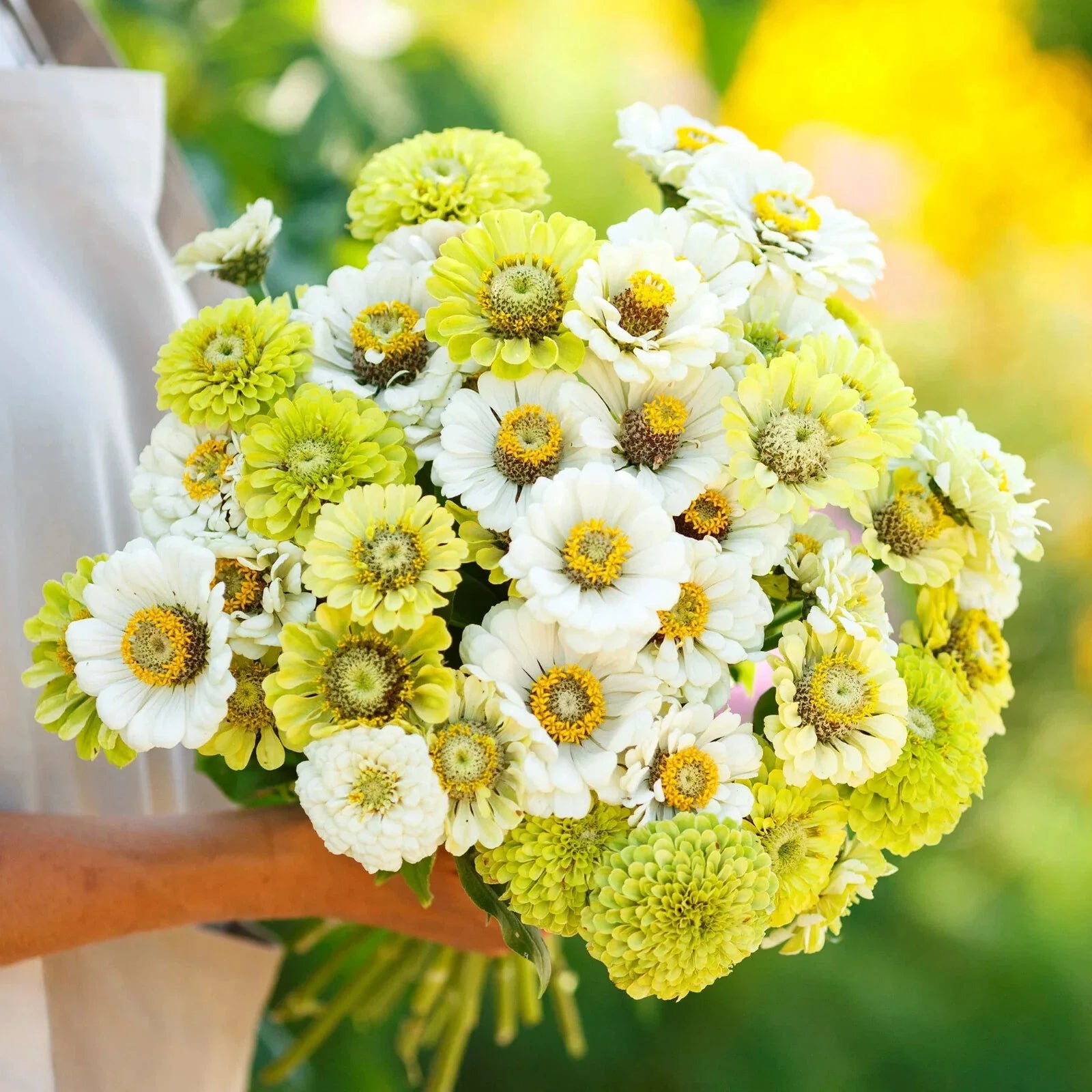 Zinnia Seeds - 100+ Fresh Mixed Varieties for Garden Planting - USA - Easy to Grow Flowers