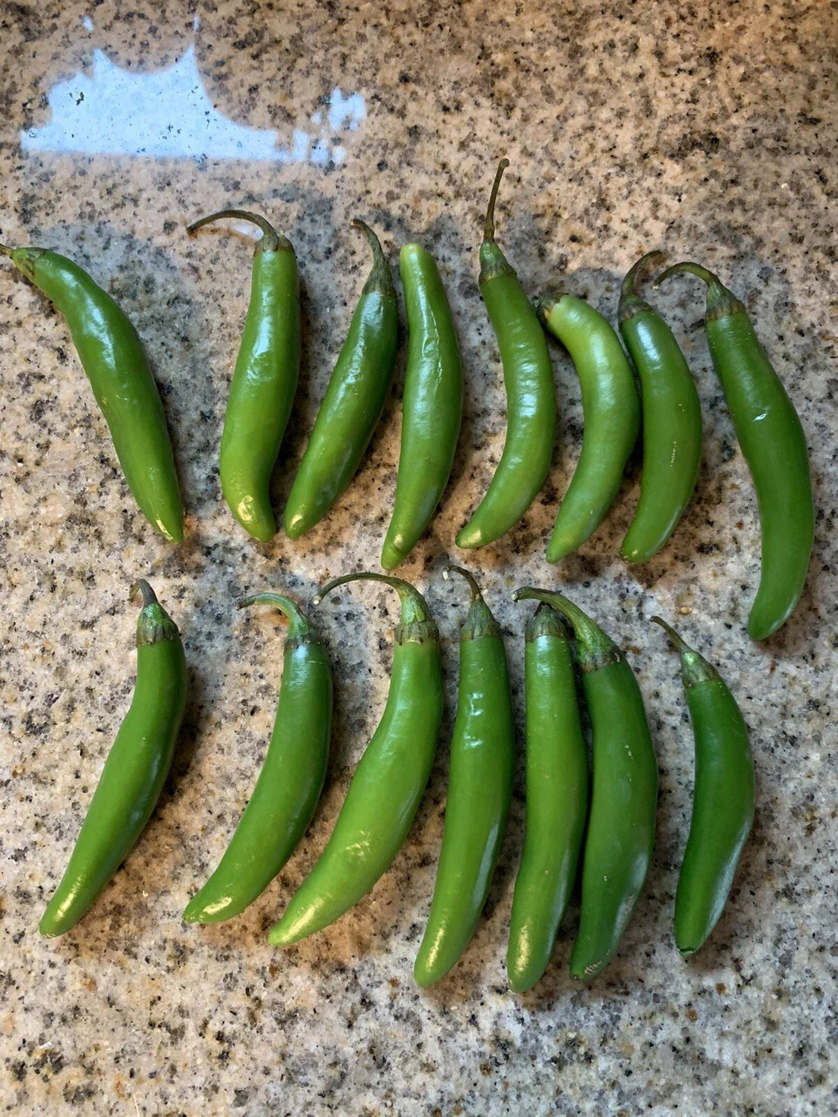 Texas Serrano Pepper Seeds - 25 Heirloom Seeds for Chile Salsa - Easy Grow Vegetable Garden (Capsicum annuum)