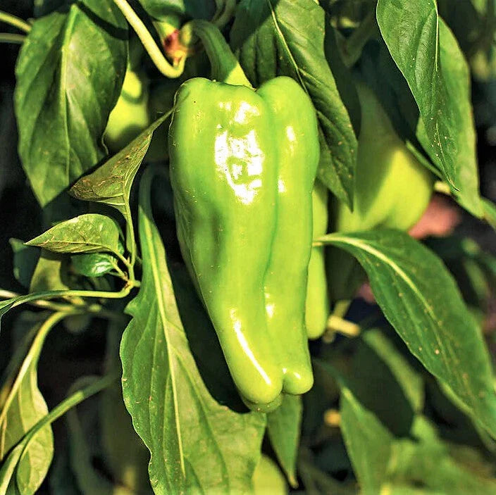 Cubanelle Pepper Seeds - 1,000 Scoville Mild Cuban Pepper - Perfect for 2025 Planting - Capsicum annuum