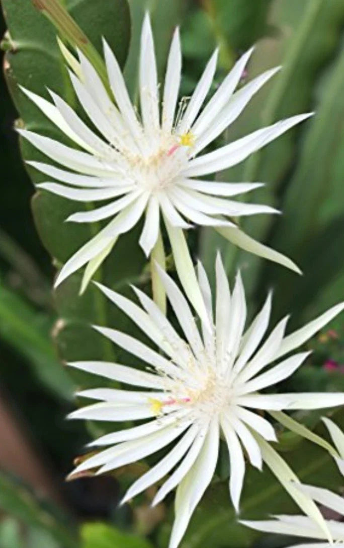 E Hookeri Epiphyllum Orchid Cactus Cuttings - 2 Fresh 6-8" Long Fragrant Green Plants for Propagation and Home Decor