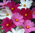 Cosmos Flower Seeds 100+ Sensation Mix White Red Purple Annual (Cosmos bipinnatus) Free Shipping