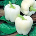 White Bell Pepper Seeds - Heirloom Organic Non-GMO - 10+ Fresh Seeds - Capsicum annuum
