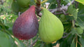 Violette de Bordeaux Fig Seeds - 100+ Seeds for Garden Planting - Ficus carica - USA Quality, Free Shipping