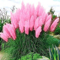 Pink Pampas Grass Seeds - 100 Seeds - Ornamental Grass for Landscaping - Cortaderia selloana
