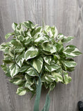Pothos Cuttings - 3 Pearls and Jade - Variegated Devil’s Ivy Indoor House Plant - Epipremnum aureum