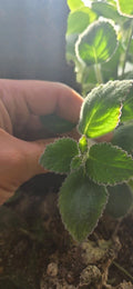 Nautilocalyx Adenosiphon Cuttings - 2 Terrarium Plants for Plant Enthusiasts, Tropical Houseplant Decor