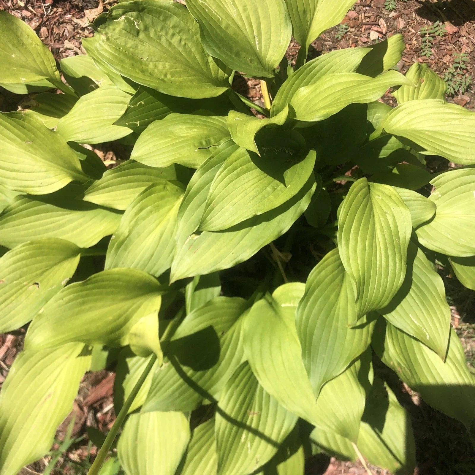 Golden Tiara Hosta Plant - Smaller Shade Perennial with Purple Flowers - Bare Root Live Plant