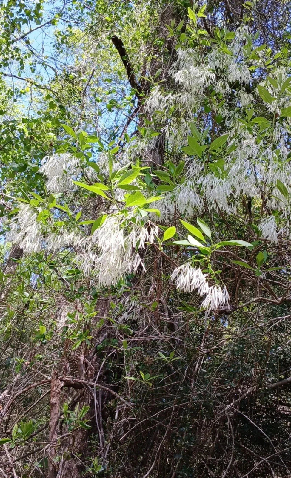 Fringe Tree Cuttings 5+ Rare Chionanthus Virginicus Live Plant