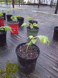 Muntingia Calabura Live Plant 10 Pack Rare Fruiting Tree Strawberry Tree