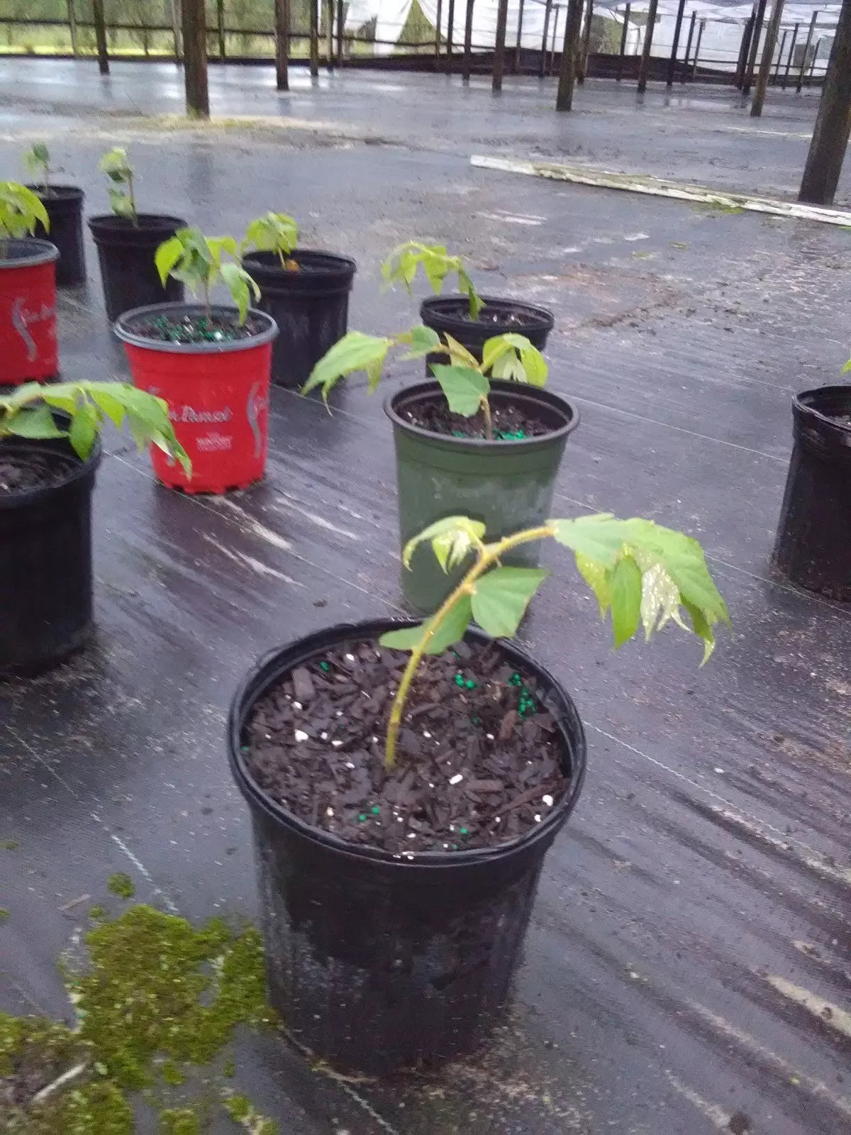 Muntingia Calabura Live Plant 10 Pack Rare Fruiting Tree Strawberry Tree