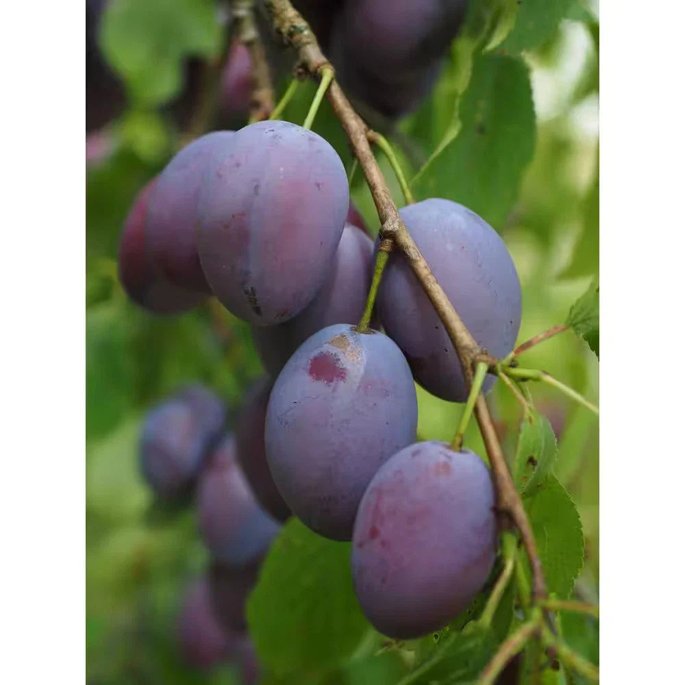 Dwarf Italian Plum Tree Bare Root - Prunus domestica - Home Garden Fruit Tree, Free Shipping