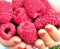 Giant Raspberry Cuttings - 10 Fresh Unrooted Cuttings - Gordost Rossii - Perfect for Home Gardening