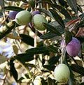Olive Tree Cutting - 12" 'Oblonga' Variety - Olea Europaea - Rooted in Shipping Pot