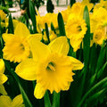 Narcissus Daffodil Bulbs 12/14cm Yellow Trumpet 'Dutch Master' Mid-Spring Bloom Deer Resistant Perennial Zones 3-8
