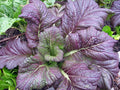 Red Giant Mustard Seeds, NON-GMO, Brassica juncea, Garden Growing, Heirloom Variety, 100g Pack