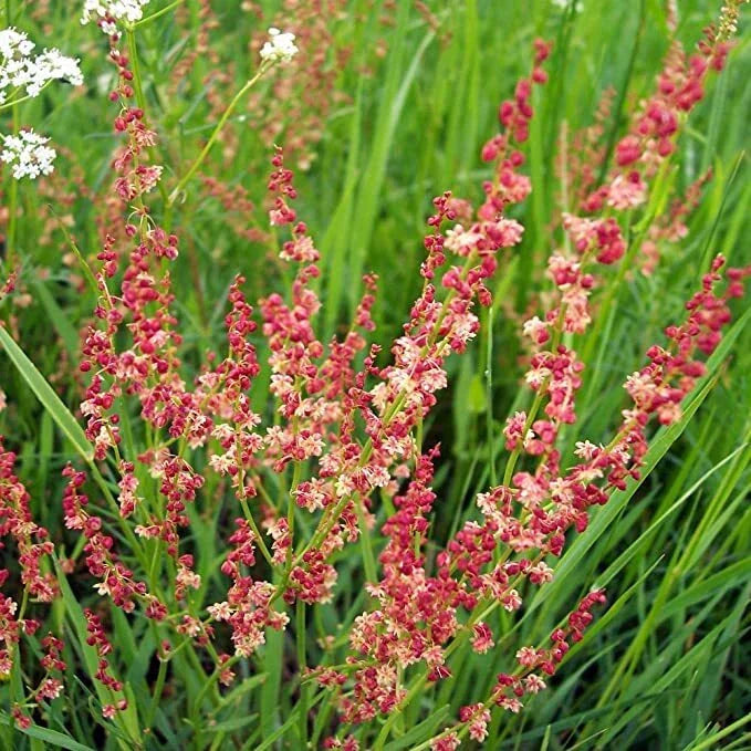 Sheep Sorrel Seeds Packet of 100 Seeds Rumex acetosella Edible Herb Garden Plant