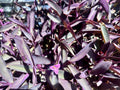 Organic Purple Heart Wandering Jew Cuttings - 8 Tradescantia Pallida Purpurea