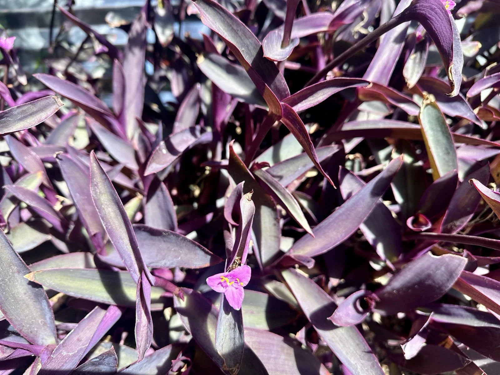 Organic Purple Heart Wandering Jew Cuttings - 8 Tradescantia Pallida Purpurea