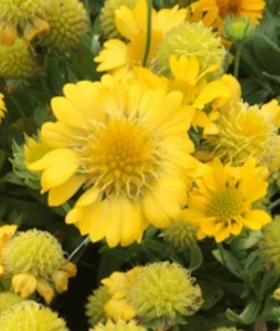 Yellow Indian Blanket Seeds - 50+ Gaillardia Aristata - Blanket Flower - Fresh Seeds for Planting - 07/2025