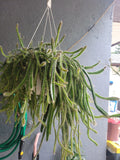 Medusa Dog Tail Cactus Cuttings 5 Unrooted Cola De Perro - Unique Succulent Plant for Home Decor (Scientific Name: Selenicereus)
