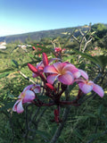 Pink Plumeria Cutting 10 Inch Rooted Frangipani Plant (Plumeria spp.) - Hawaiian Grown