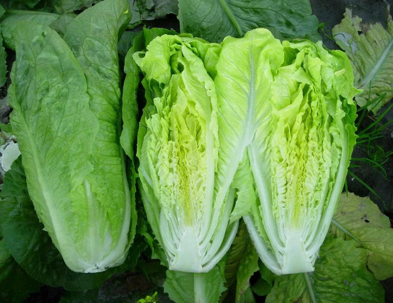 Heirloom Romaine Lettuce Seeds - Paris Island Cos - 500, 1000, 2000, 5000 Seeds - Crispy Variety