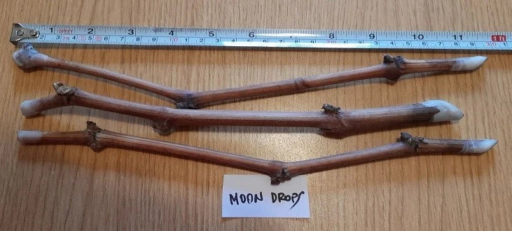 Grape Vines Cuttings - 3 Moon Drops Varietals - Vitis vinifera - Sweet, Unique Flavor
