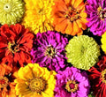 Painted Wagon Zinnia Seeds | 100+ Seeds | Colorful Annual Flower | Zinnia elegans