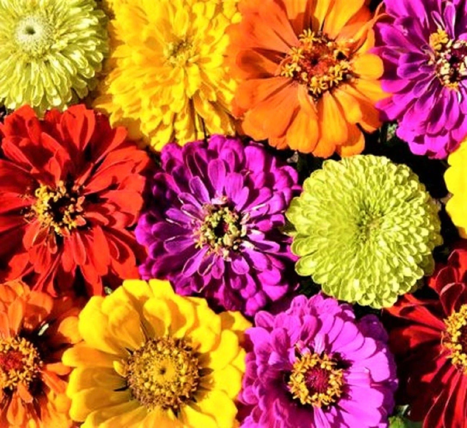 Painted Wagon Zinnia Seeds | 100+ Seeds | Colorful Annual Flower | Zinnia elegans