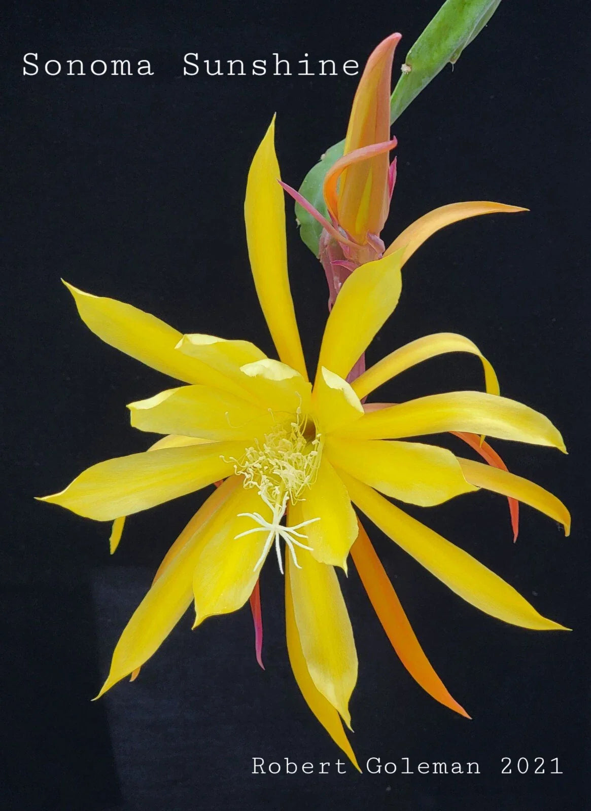 Epiphyllum 'Sonoma Sunshine' Unrooted Cutting - Rare Orchid Cactus - Tropical Plant Cutting - Perfect for Propagation