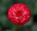 Tall Red Cornflower Seeds - 100 Fresh Seeds - Centaurea Cyanus - Free USA Shipping