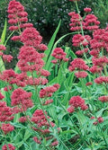 Valerian Seed 100 Seeds Centranthus Ruber “Pink Betty” Perennial Flower Seeds for Garden 2025