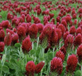 Crimson Clover Seeds 300 Count Non-GMO Inoculated Trifolium incarnatum