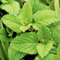 Spearmint Seeds - 100 Non-GMO Fresh Seeds - Mentha spicata - Aromatic Herb for Gardening