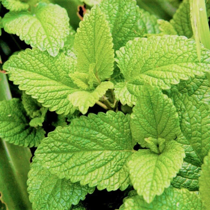 Spearmint Seeds - 100 Non-GMO Fresh Seeds - Mentha spicata - Aromatic Herb for Gardening