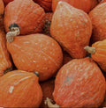 Golden Hubbard Winter Squash Seeds - 20+ Non-GMO Open Pollinated Seeds - Cucurbita maxima