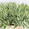 Variegated Dracaena Terrarium Plant - Sanderiana - Indoor House Plant - Live Greenery for Home Decor