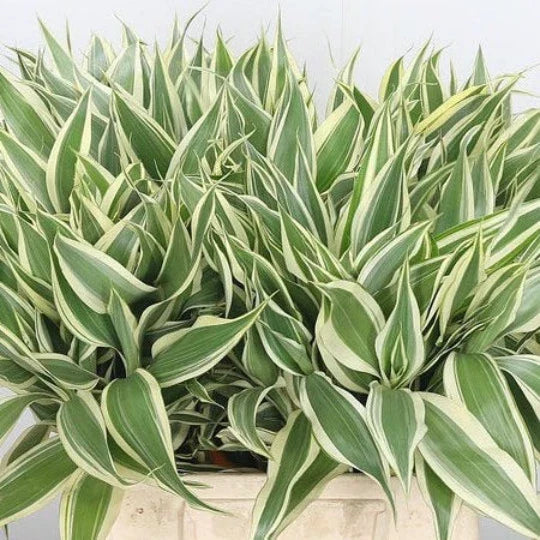Variegated Dracaena Terrarium Plant - Sanderiana - Indoor House Plant - Live Greenery for Home Decor