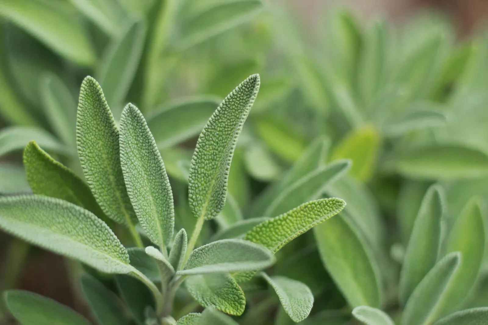 Sage Seeds, 100 Seeds, Organic Heirloom Perennial, Salvia officinalis, Culinary Herb